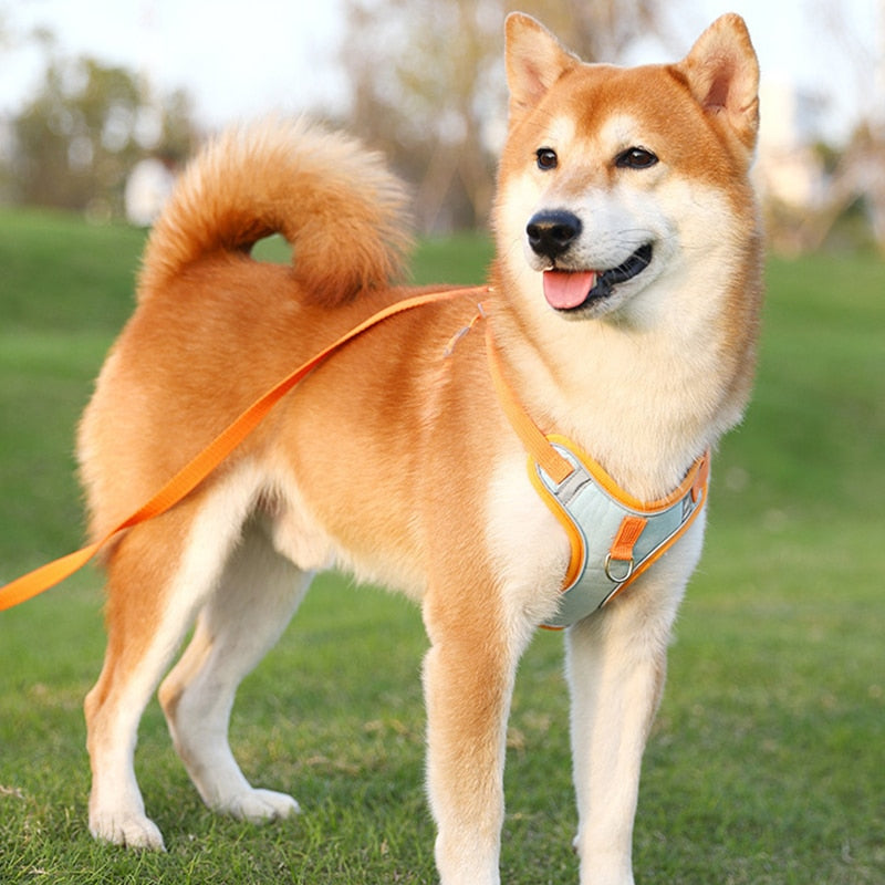 Dog Harness for Small Dogs Cats Reflective Pet Chest Vest Leash Adjustable Breathable Pet Harness And Leash Set Dog Accessories